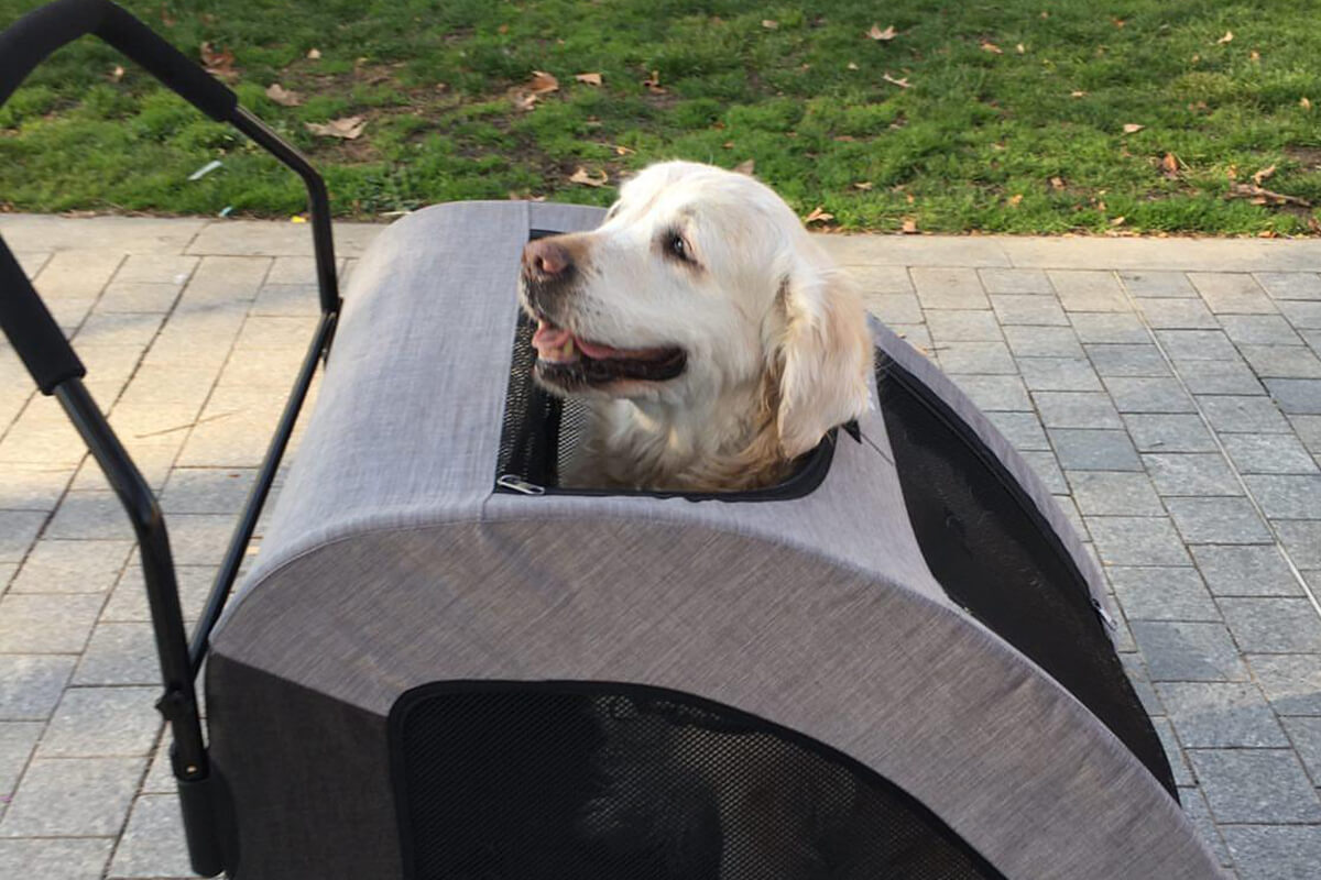 large dog pushchair
